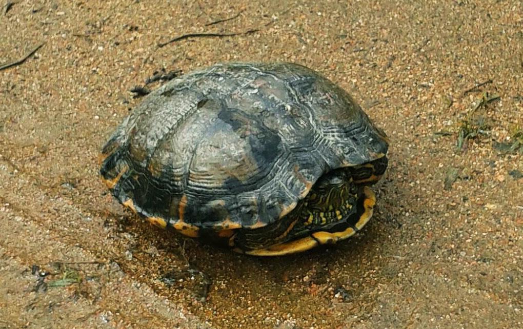 Pousada Signora Del Lago Sao Joao  Buitenkant foto
